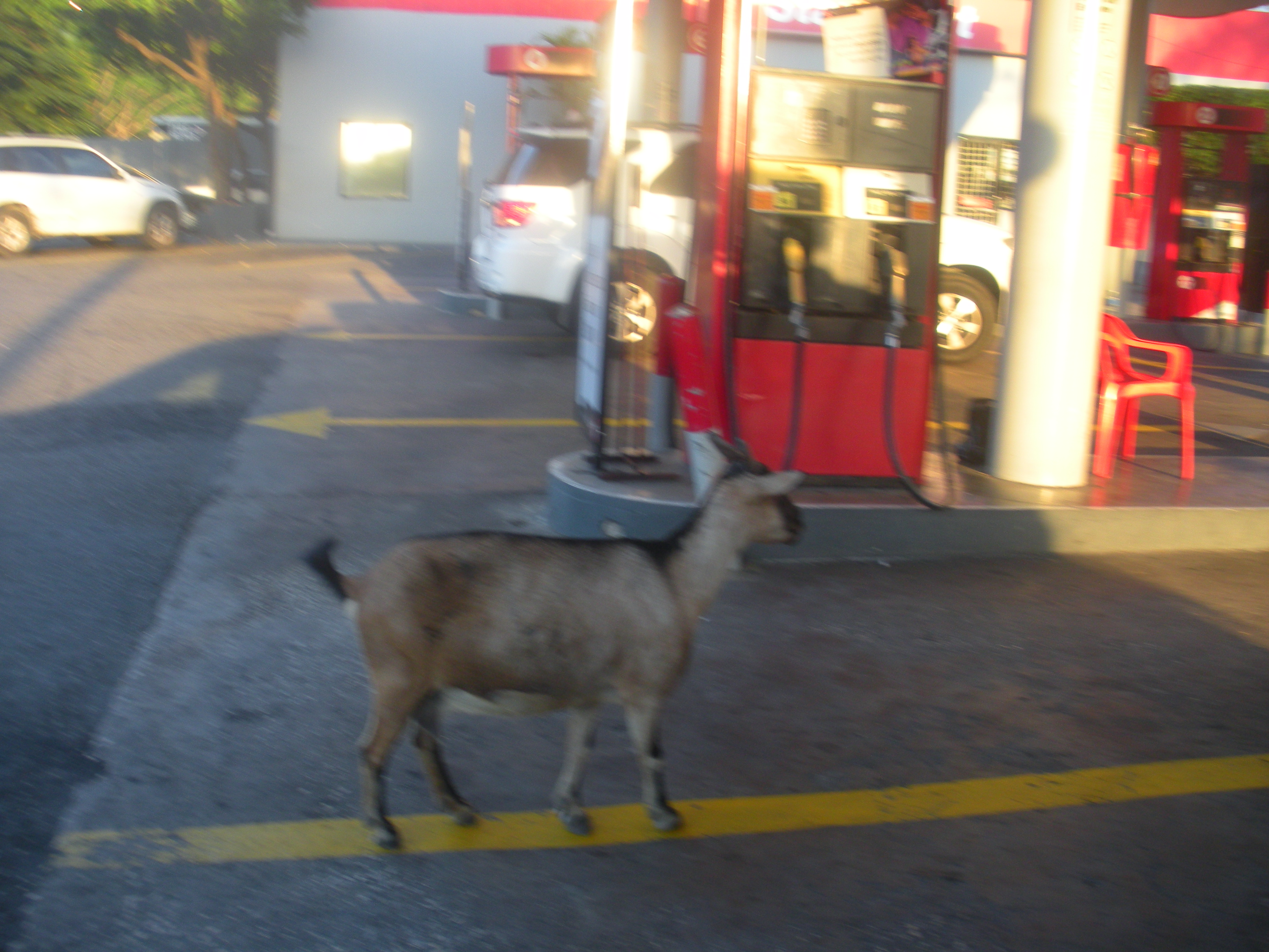 Jamaican Goat in line at the gas station
